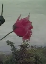 Affiche du film La Feuille sacrée